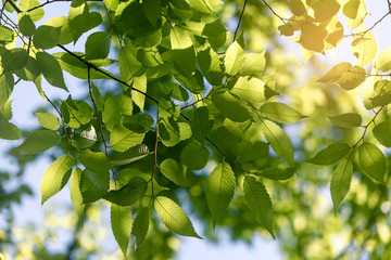 the green leaf of the cherry blossom tree that can be seen in the spring and summer forest.