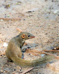Northern treeshrew in Hua Hin, Thailand