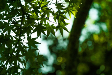 Close up of green maple leaf　緑色のもみじの葉のクローズアップ