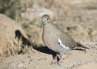 pigeon on the sand