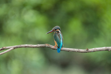 One Beautiful Common Kingfisher (Alcedo atthis) perched and resting