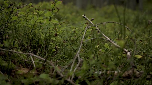 Video of a green lush pine forest. suddenly a sporting shoe steps just in front of the camera running through the forest.