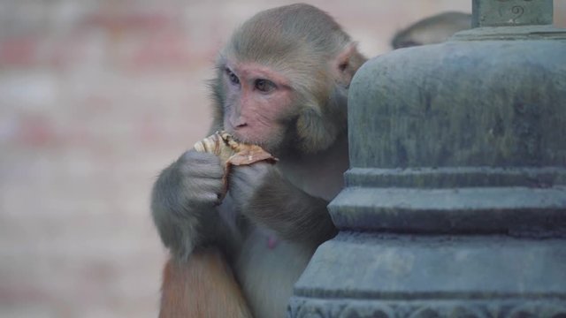 Monkey Temple - Macaque Monkey Eating A Banana In Swayambhunath Temple In Kathmandu, Nepal