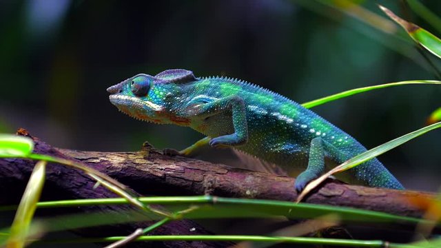 Panther chameleon (Furcifer pardalis ) moving slowly on a tree branch, same level shot, macro, forest environment