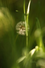 Round fluffy dandelion flower grow in green grass.