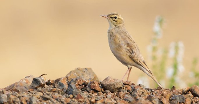 Pipit Bird stands tall on a monsoon morning observing windy grassland