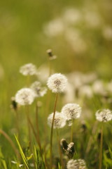 fluffy dandelion flowers grow in spring garden, side view.