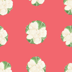 seamless pattern cauliflower white with green leaves with luxurious leaves isolated on a light red (pink) square background. Hand drawn in realistic style drawing of cabbage, square seamless pattern.