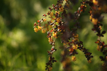 Barberry shrub with small yellow flowers and brown leaves grows in a spring sunny garden.