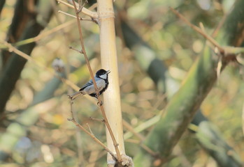 cinereous tit (parus cinereus) is a subspecies of great tit (parus major), found in south and south-east asia's tropical forest