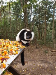 Obraz premium panda in the forest
