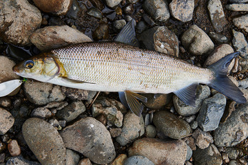 Whitefish lies on stones with white baubles. Fishing in Siberia.