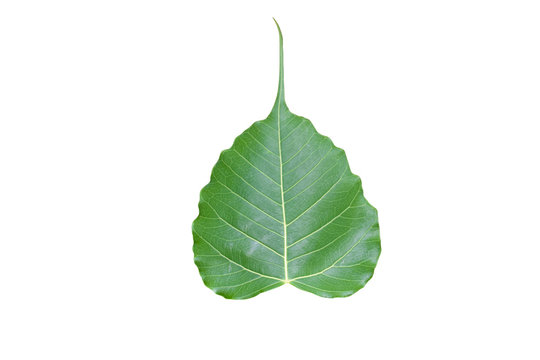 Isolated ficus religiosa or sacred fig leaf with clipping paths