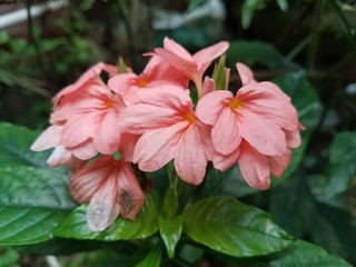 pink flower in the garden