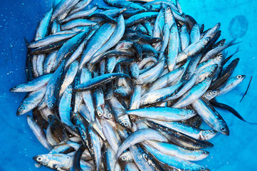 Fototapeta premium Plastic bucket with small fish. The fish is called 