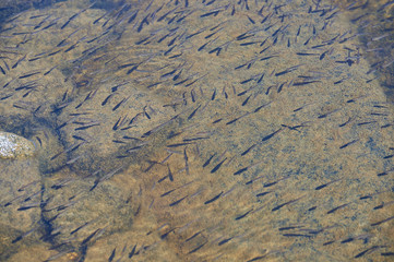 Young fish in a river in shallow water