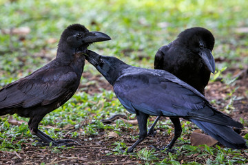 three of black feather crow on grass field