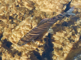 Grayling. Fishing. Fishing in Siberia. Grayling in shallow water.