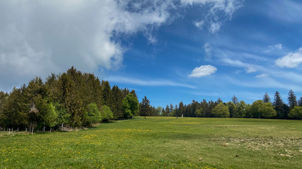 Schwarzwald im Frühling Stampf Scharfenstein