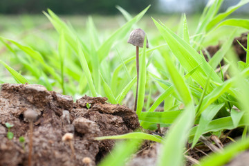 Magic mushrooms growing in the wild, in a field on cow shit. Thailand, Pai