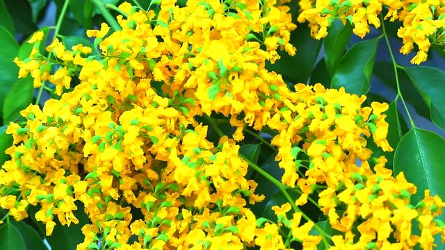 bee and Burma padauk bouquet yellow flowers blooming
