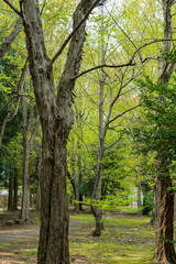 新緑の季節の緑道