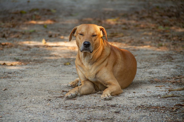 A brown dog sitting with eyes closed