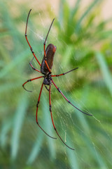Black Wood Spider - Nephila kuhlii, beautiful large spider on the web from Southeast Asian forests and woodlands, Malaysia.
