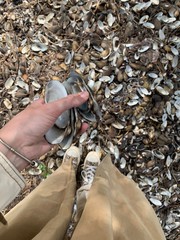 seashells in hands, save the nature,