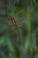 Black Wood Spider - Nephila kuhlii, beautiful large spider on the web from Southeast Asian forests and woodlands, Malaysia.