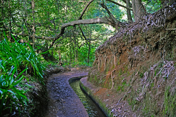 Tree forest levada stone road