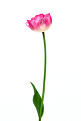 pink and white colored tulip on white background