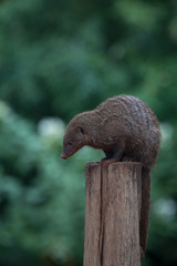 meerkat on guard duty
