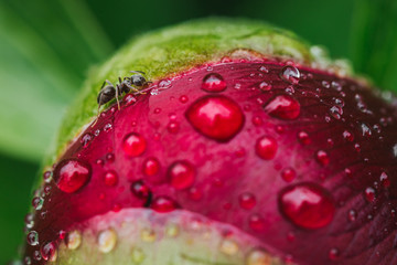 macro of water drops on red peony bud with an ant