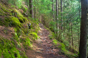 Fototapeta premium Hillside trail.