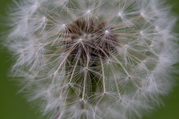 close up of a dandelion seeds on a green background
