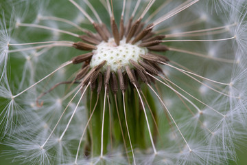 close up of a dandelion seed head