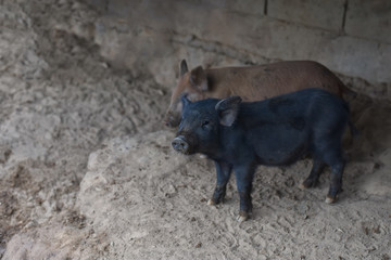 Wild boar. close-up piggy. portrait of a cute pig. Piglet is smiling. Pig indoor on a farm yard in Thailand. swine in the stall. Nature and animals lively concept. Selected focus