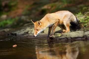 A young red fox (Vulpes vulpes) sneaks near water after a prey in a forest while observing a cone floating on the surface. The fox is reflected on the surface of a forest creek.