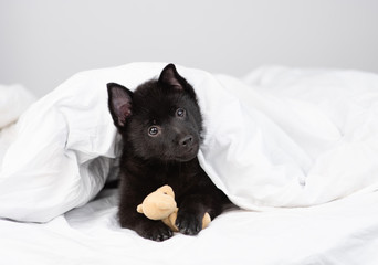 Sweet black schipperke dog peeks out from under the blankets with teddy toy. Pet lies on the bed