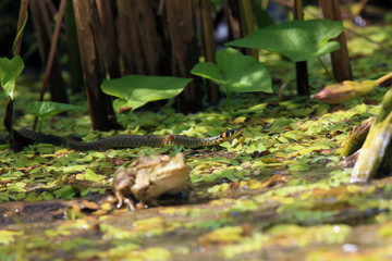 The grass snake (Natrix natrix), sometimes called the ringed snake or water snake is approaching a frog.