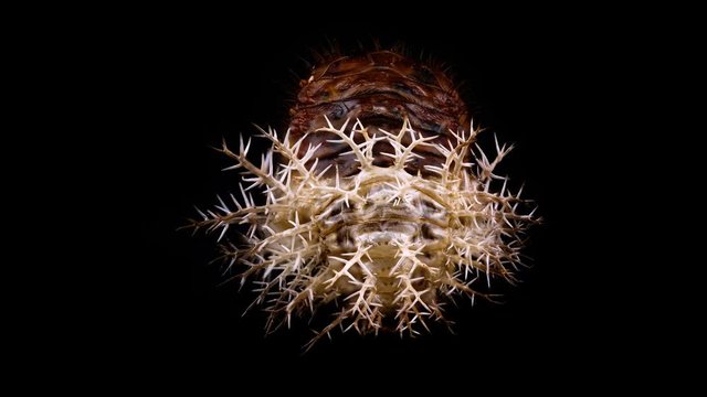 3D Animation of A Scale Insect