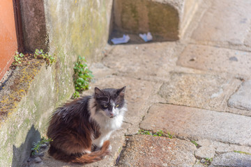 Adorable fluffy cat sitting in the old town of Europe in day light - 346373745