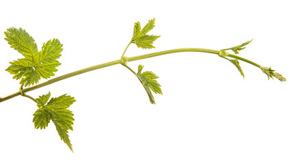 Sprouts of young hops with leaves on an isolated white background. Hops plant branches isolate
