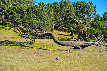 olive tree in the vineyard