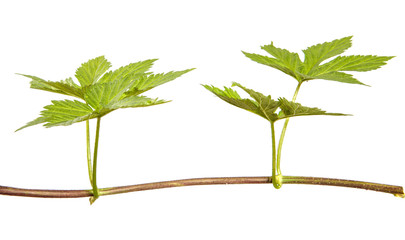 Close-up of hop leaves on an isolated white background. Green foliage, isolate