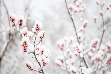 Spring blossom under the snow. Branches with bloomed cherry flowers under late snow.