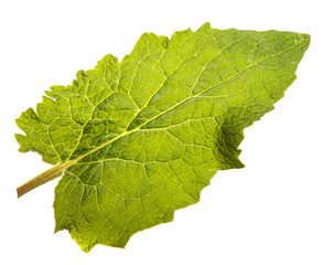 Close-up of burdock leaves on an isolated white background. Green foliage, isolate