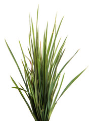 A bunch of green grass on an isolated white background. Close-up.