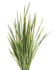 A bunch of green grass on an isolated white background. Close-up.